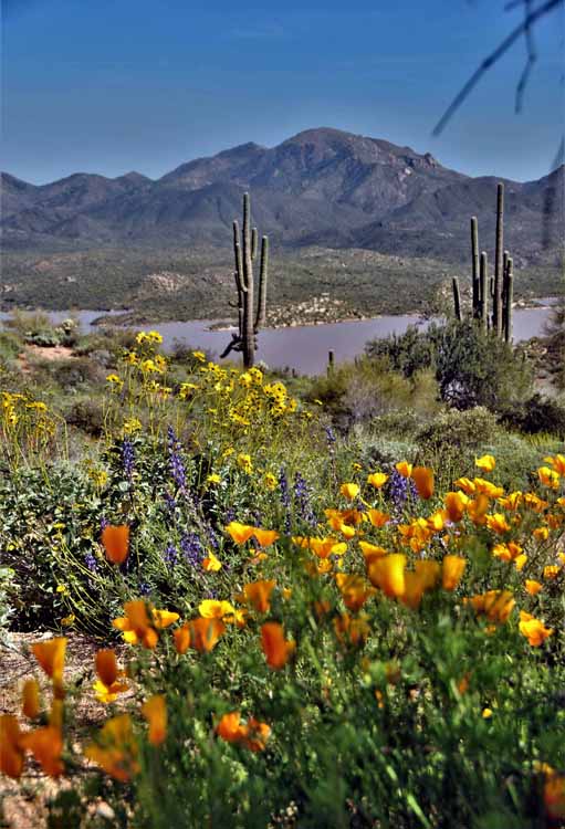 wildflowers